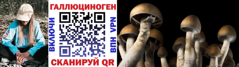 Купить где  Моздок  Галлюциногенные грибы Magic Shrooms 
